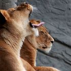 Einblicke in Hagenbeck's Tierpark