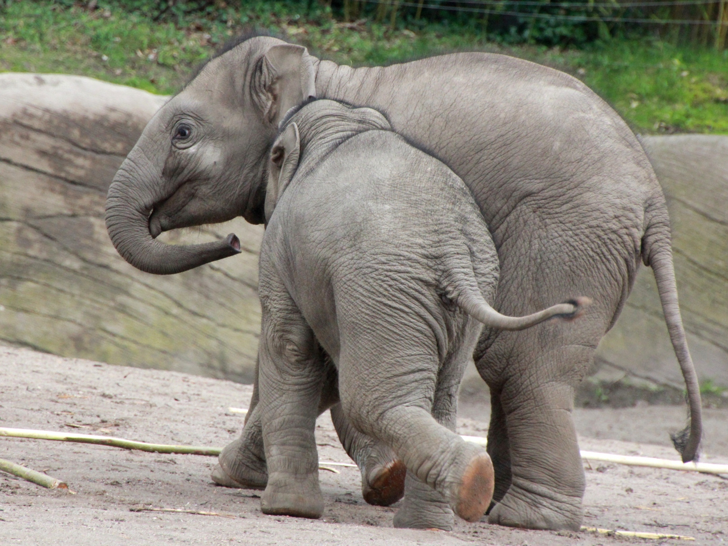 Einblicke in Hagenbeck's Tierpark