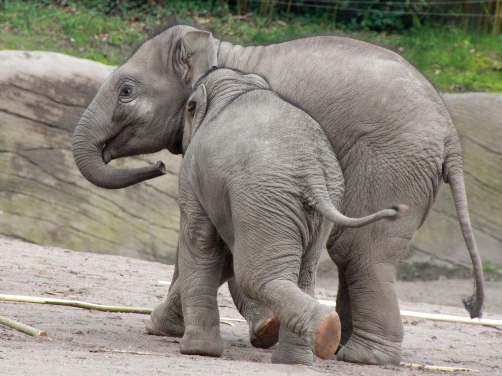 Einblicke in Hagenbeck's Tierpark