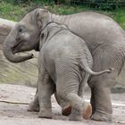 Einblicke in Hagenbeck's Tierpark