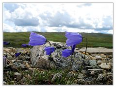 Einblütige Glockenblume