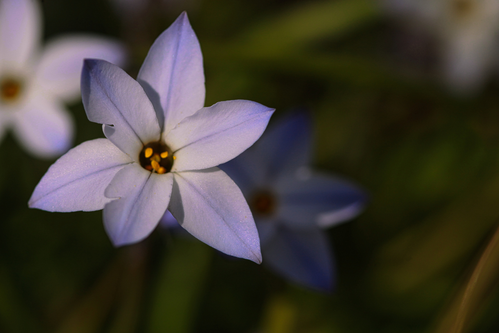 Einblütiger Frühlingsstern, Ipheion uniflorum