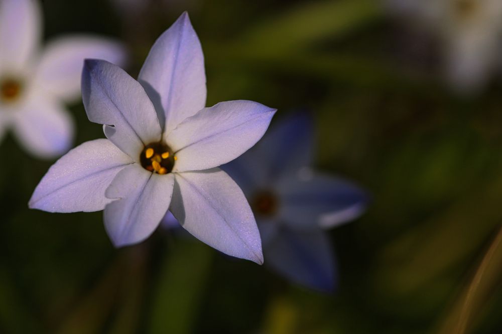 Einblütiger Frühlingsstern, Ipheion uniflorum