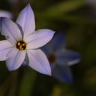 Einblütiger Frühlingsstern, Ipheion uniflorum