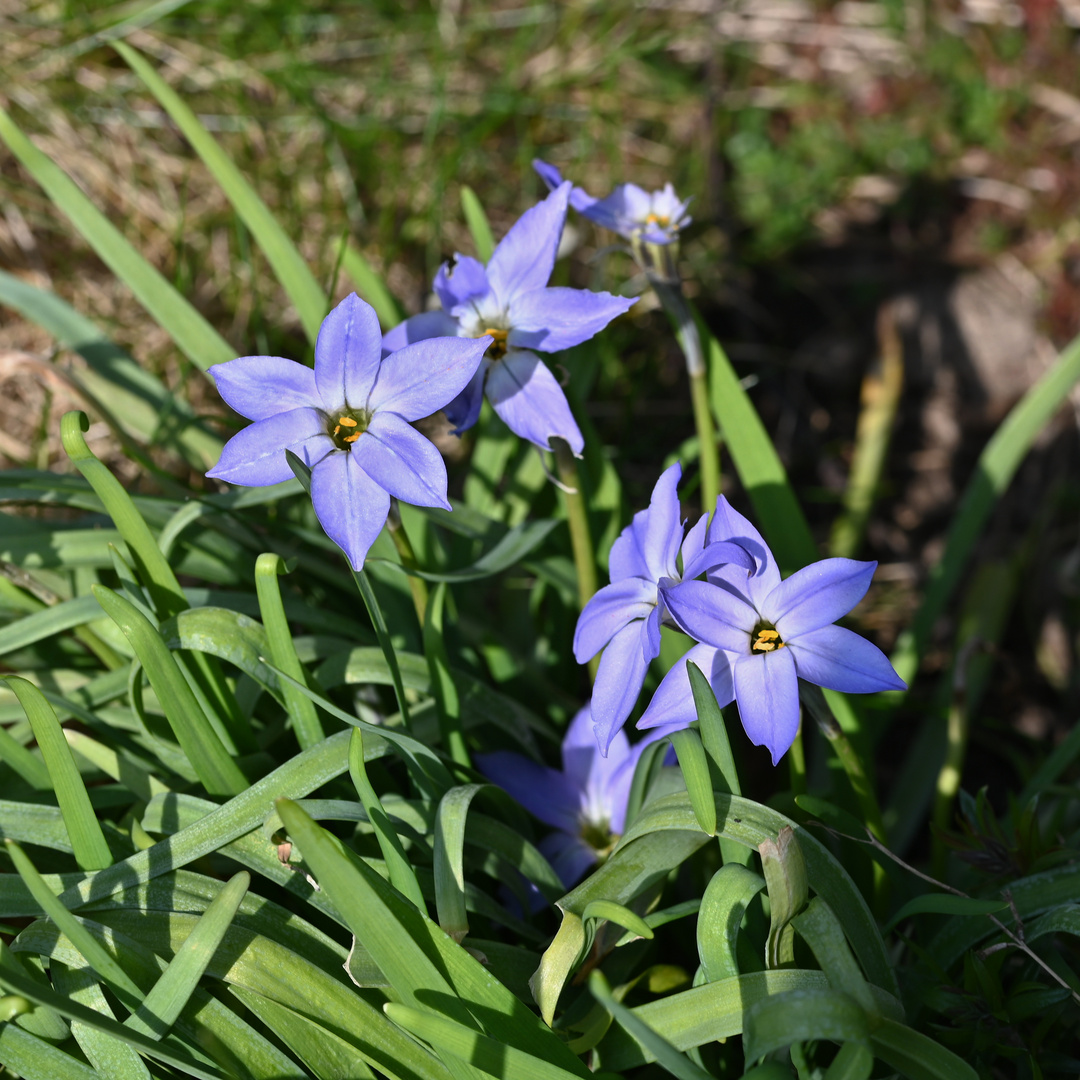 Einblütiger Frühlingsstern ( Ipheion uniflorum)