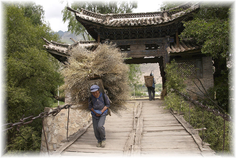 Einbringen der Rapsernte in China - nahe Lijiang am Yangtse