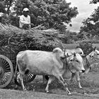 einbringung der ernte, bagan, burma 2011