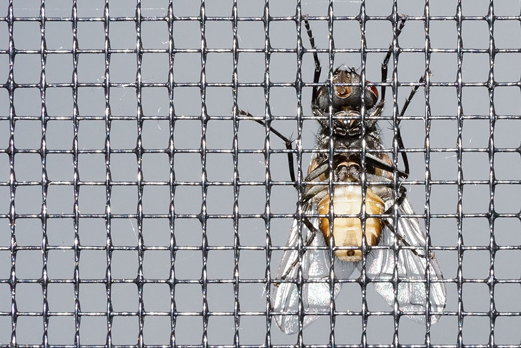 Einbruchsversuch einer "Kleinen Stubenfliege" (Fannia canicularis)