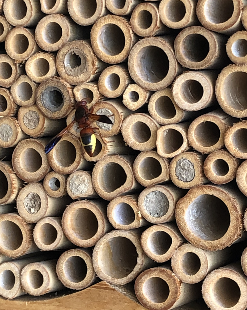 Einchecken ins Insektenhotel