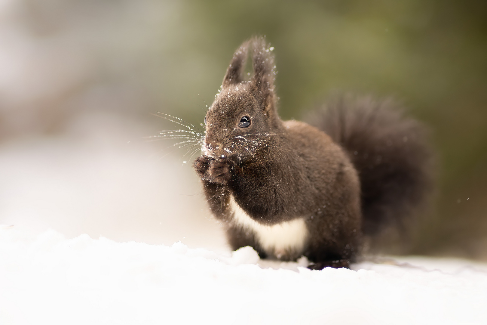 Einchhörnchen im Schnee