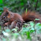 Einchhörnchen im Wald