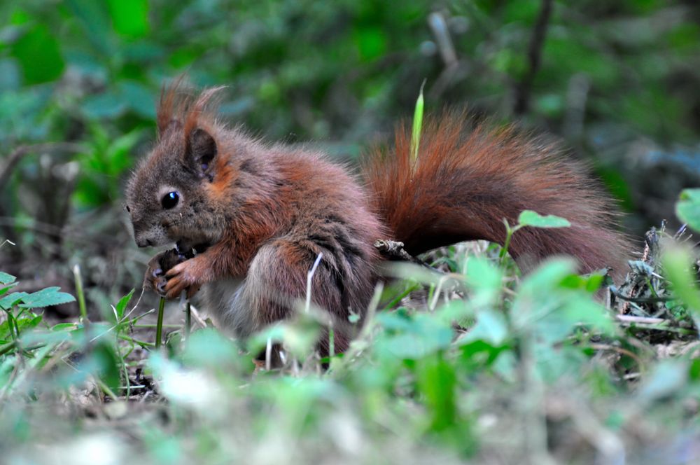 Einchhörnchen im Wald