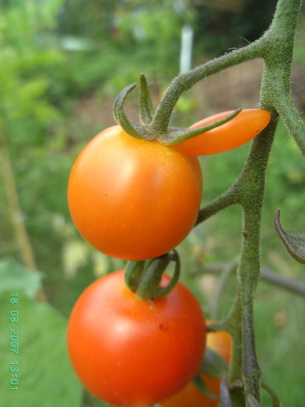 Eindeutig DER Tomate