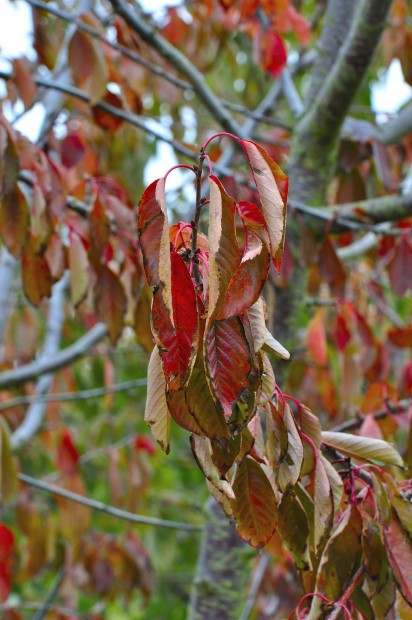 Eindeutig Herbst