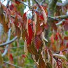 Eindeutig Herbst