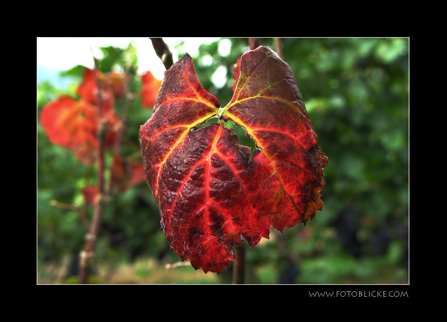 Eindeutig - Herbst!