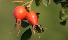 Eindeutig- Herbstfarben