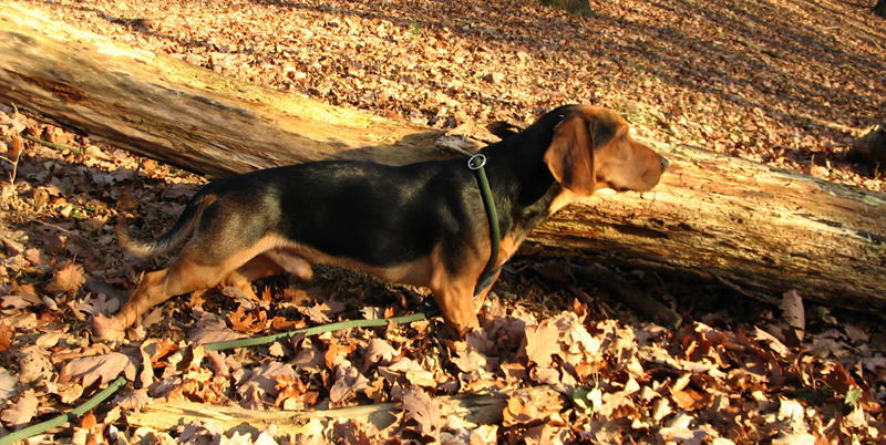 Eindeutig Jagdhund...