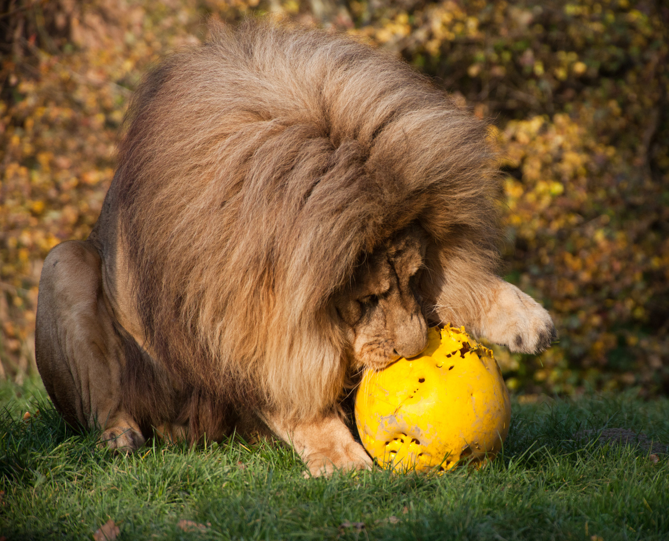 Eindeutig sein Ball;-)