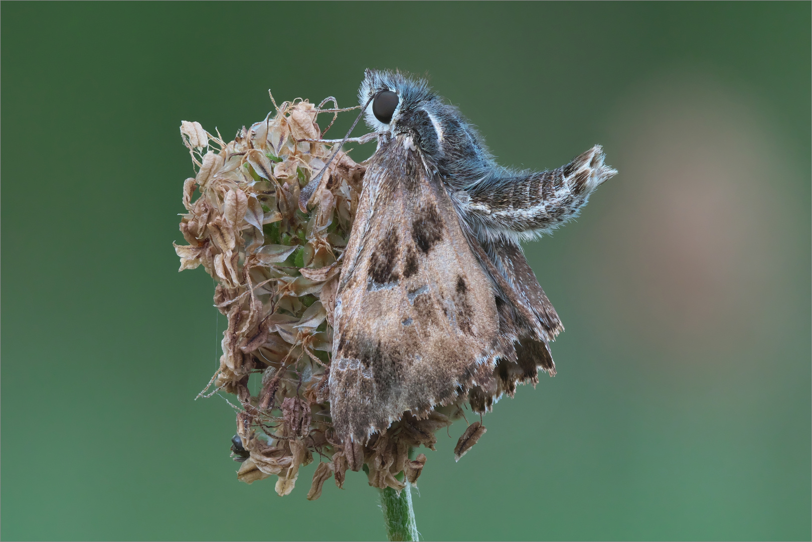 Eindeutig Zweideutig Foto & Bild makro, natur, nahaufnahme Bilder auf