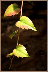 Eindeutige Herbstsignale