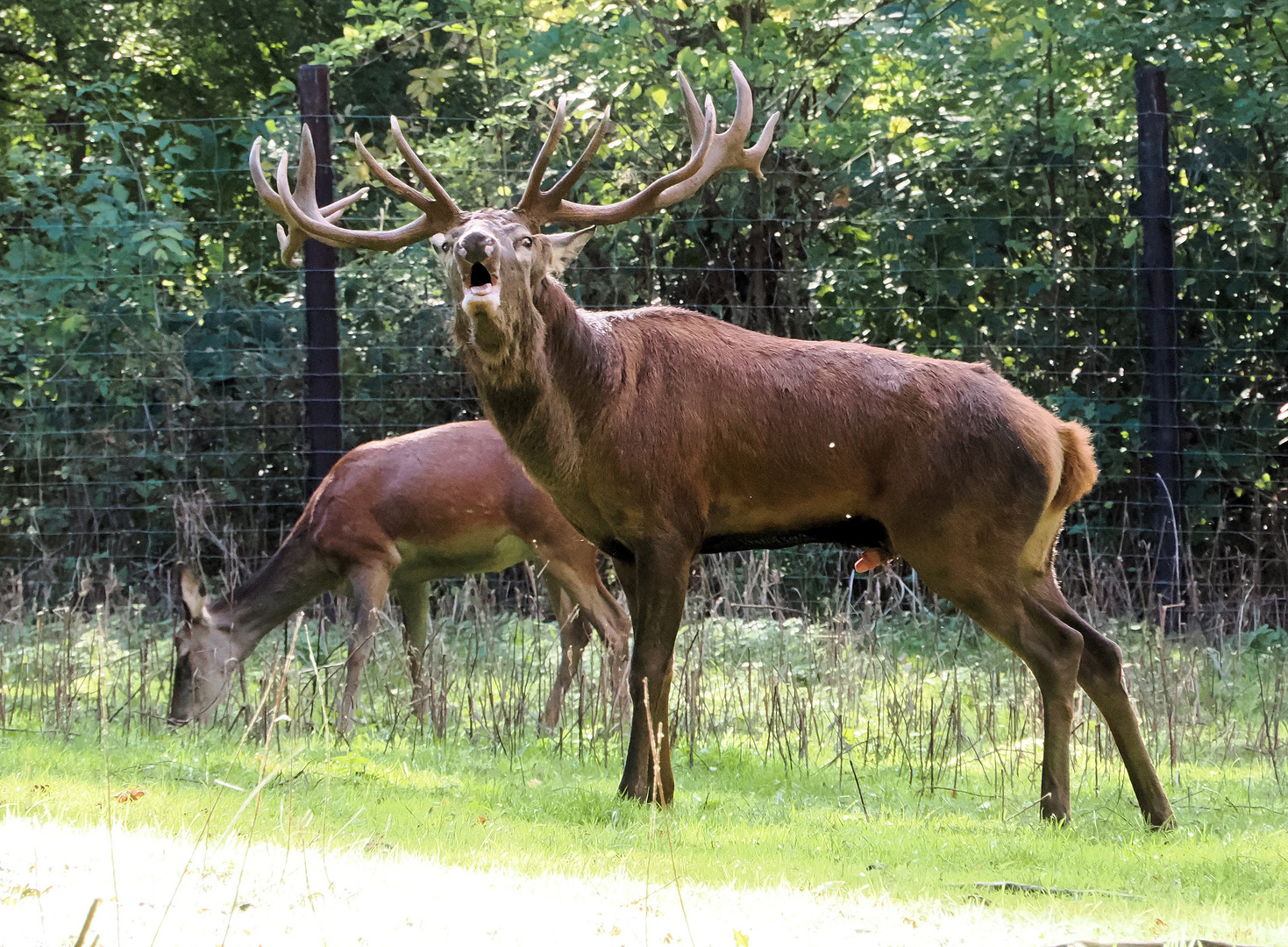 Eindeutige Kundgabe …. 