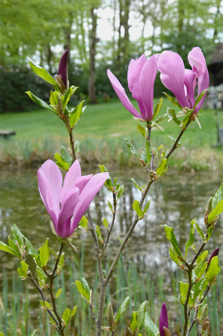 Eindlich blüht auch unser kleiner Magnolienstrauch