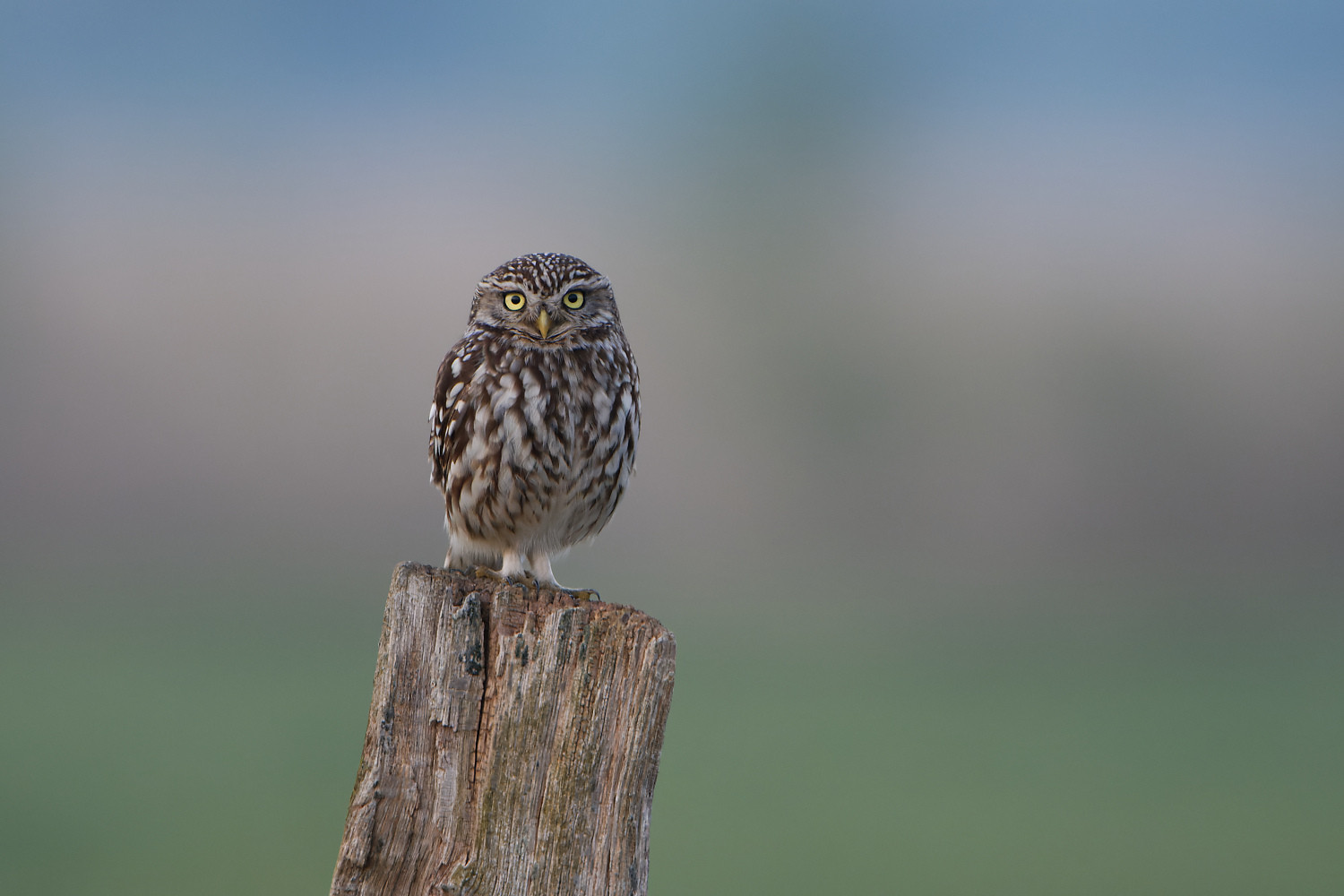 Eindringlicher Blick