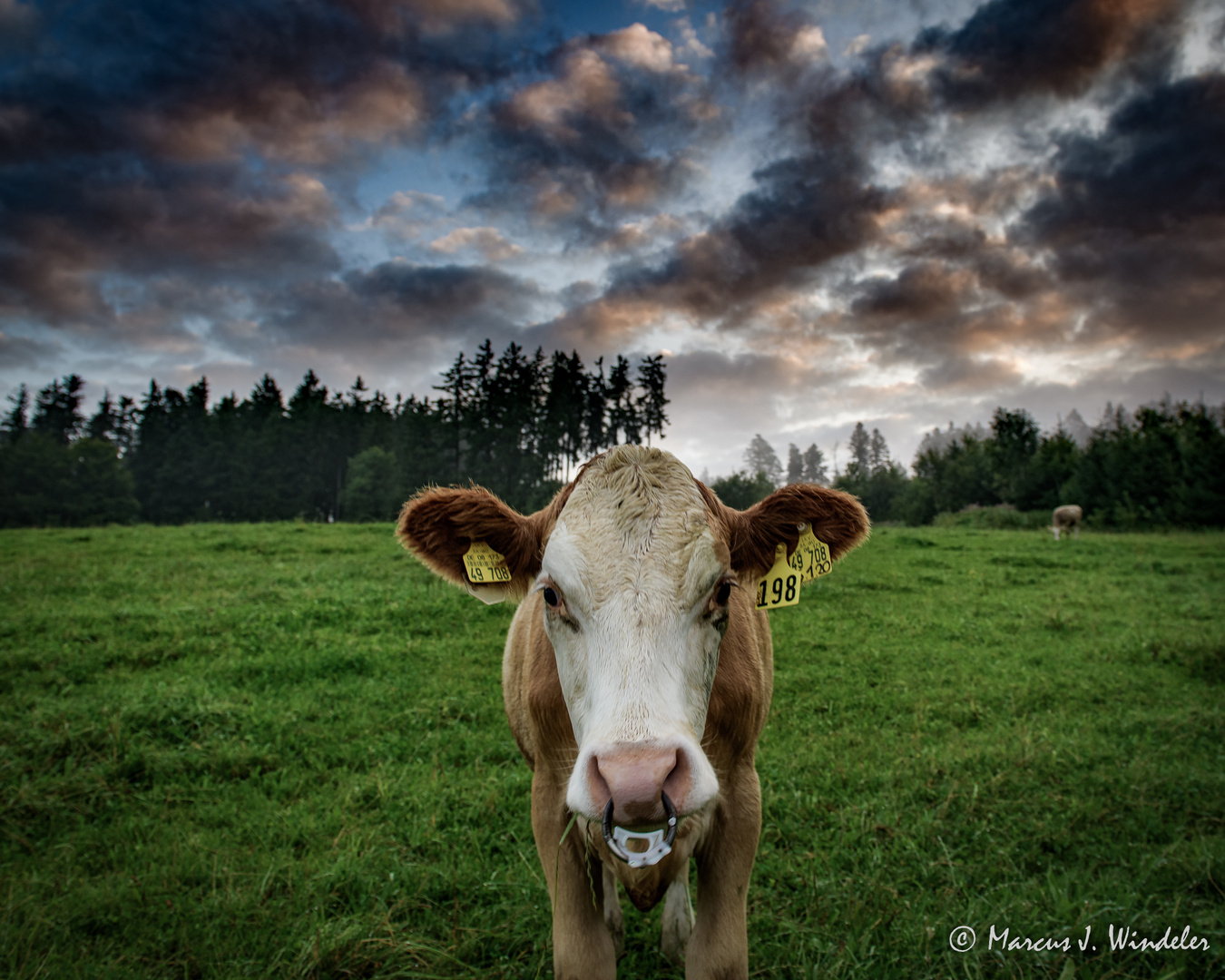 Eindringlicher Blick