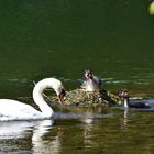 Eindringling bei Familie Haubentaucher