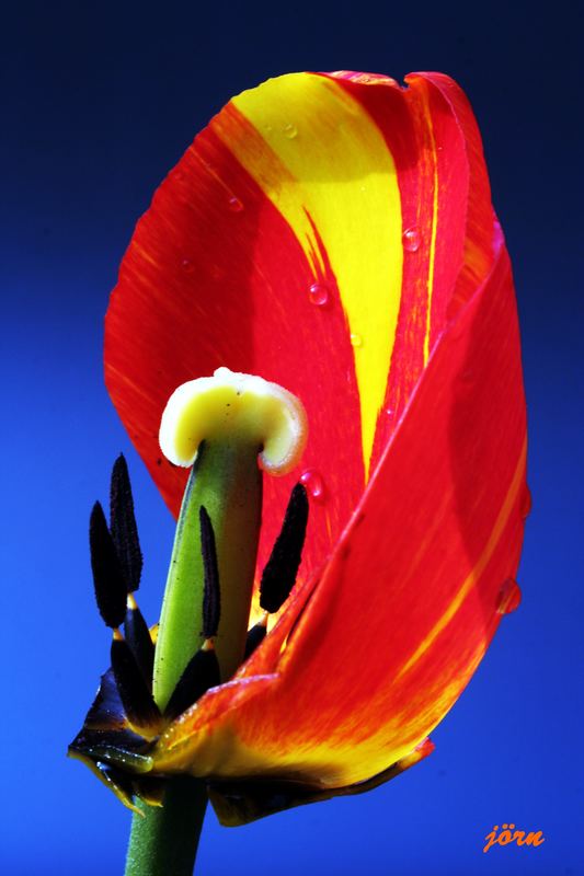 ..eindrittel Tulpe