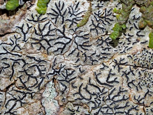 Eindrucksvolle Schriftzeichen im Wald ...