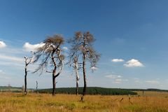 Eindrucksvolle Vennwanderung nach dem verheerenden Brand. Nr. 21