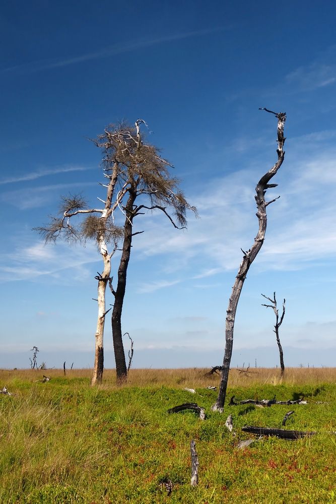 Eindrucksvolle Vennwanderung nach dem verheerenden Brand. Nr. 22