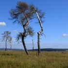 Eindrucksvolle Vennwanderung nach dem verheerenden Brand. Nr. 23