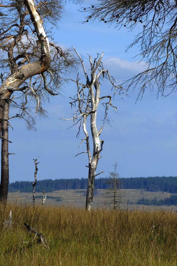 Eindrucksvolle Vennwanderung nach dem verheerenden Brand. Nr. 26