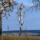 Eindrucksvolle Vennwanderung nach dem verheerenden Brand. Nr. 26