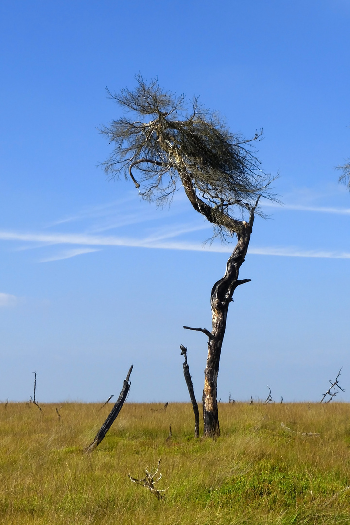 Eindrucksvolle Vennwanderung nach dem verheerenden Brand. Nr. 27