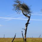 Eindrucksvolle Vennwanderung nach dem verheerenden Brand. Nr. 27