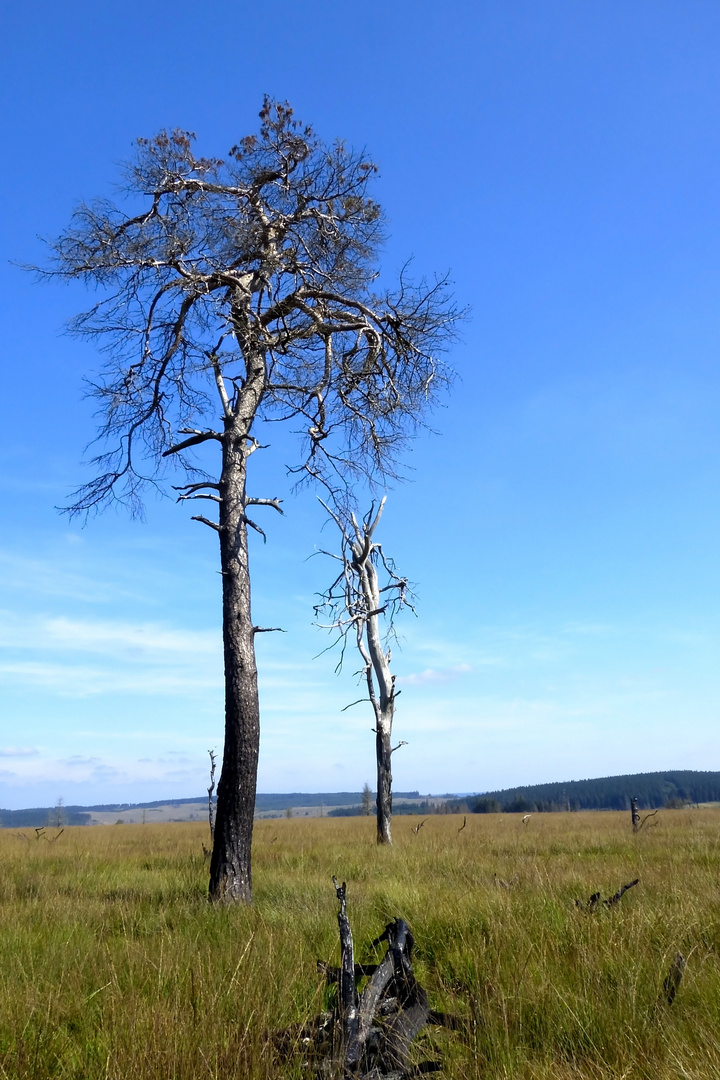 Eindrucksvolle Vennwanderung nach dem verheerenden Brand. Nr. 28