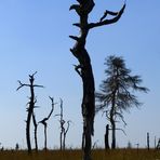 Eindrucksvolle Vennwanderung nach dem verheerenden Brand. Nr. 30