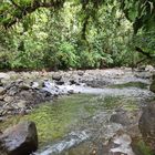 Eindrücke aus dem Regenwald III