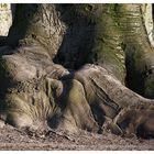 Eindrücke aus einem schlafenden Park II