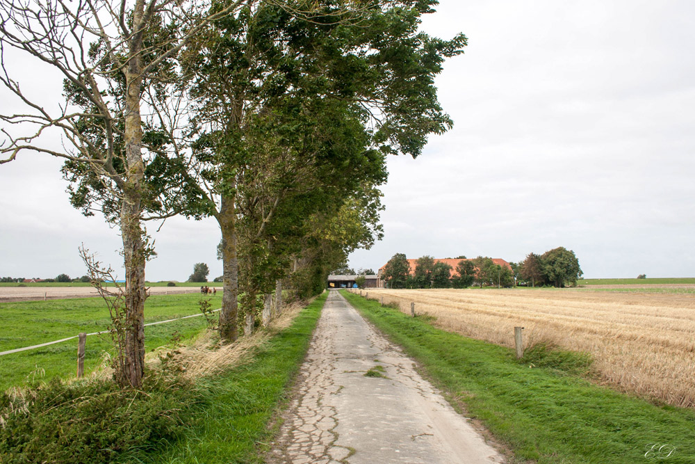 Eindrücke aus Friesland 3 Weg