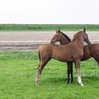 Eindrücke aus Friesland 4 Fohlenpaar