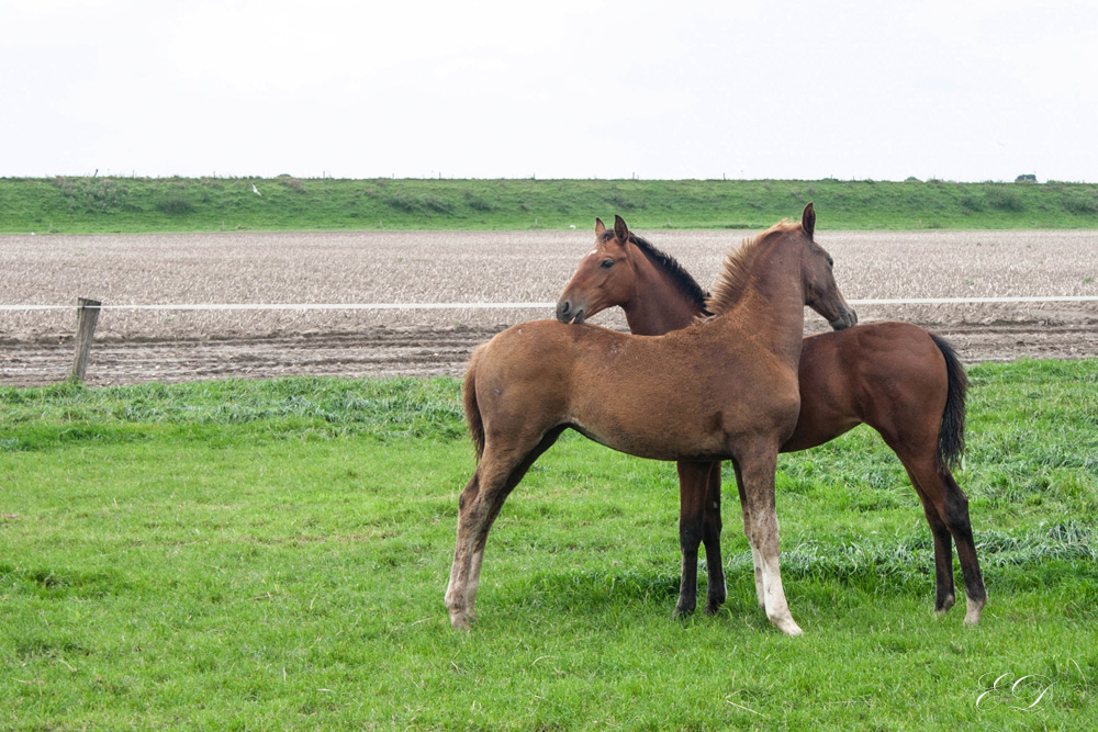 Eindrücke aus Friesland 4 Fohlenpaar