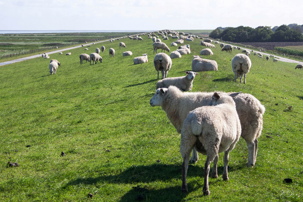 Eindrücke aus Friesland  5 Schafe