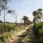 Eindrücke aus Friesland Landwirtschaftlicher Weg