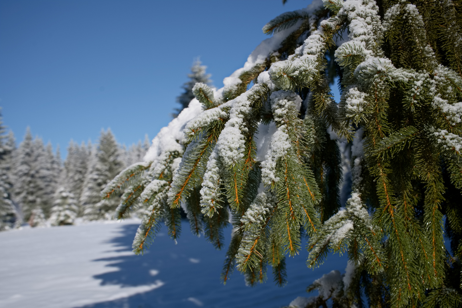 Eindrücke - Ein klarer Wintertag -