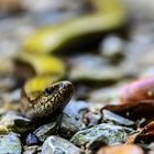 Eindrücke einer Wanderung auf dem Herzog Jäger Pfad